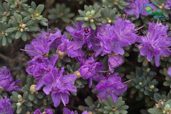 Rhododendron Intrifast